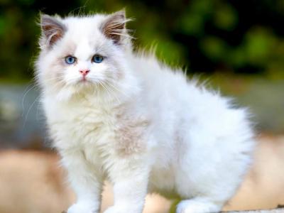 Velours Ragdol Male - Ragdoll - Gallery Photo #1