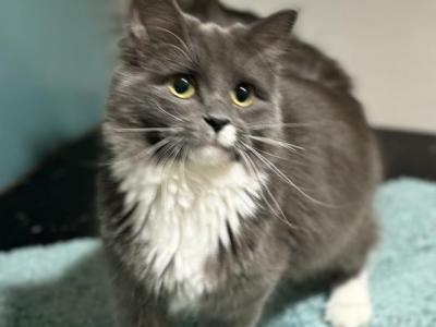 Kyomi - Siberian - Gallery Photo #1