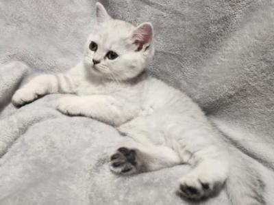 Nemo - British Shorthair - Gallery Photo #1