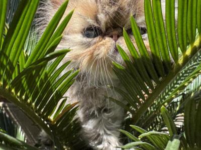 Celestial Shanson - Persian - Gallery Photo #1