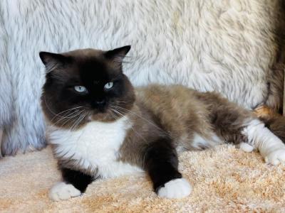 Tecova Registered Ragdolls - Ragdoll - Gallery Photo #1