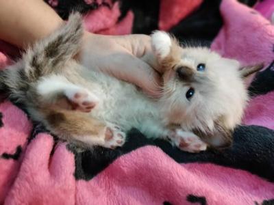Ragdoll Kittens For Adoption - Ragdoll - Gallery Photo #1
