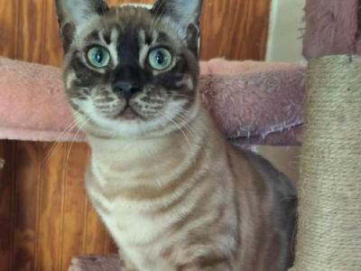 DaisyADOPTED - Bengal - Gallery Photo #1