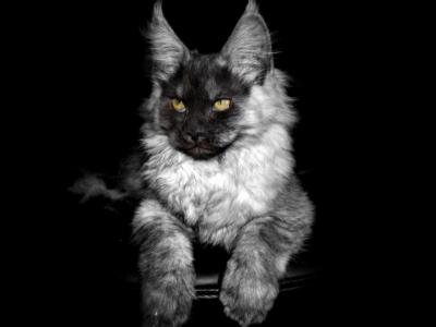 Maine Coon Kittens Purebred Large Male And Female - Maine Coon - Gallery Photo #1