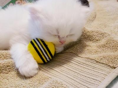 White Blue Eyes Persian - Persian - Gallery Photo #1