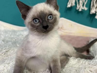 Daffney - Siamese - Gallery Photo #1