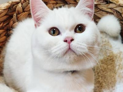 Lola - Scottish Straight - Gallery Photo #1