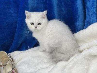 Vicka - British Shorthair - Gallery Photo #1