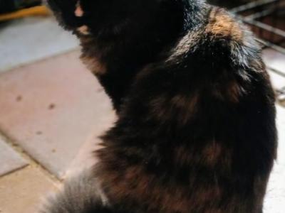 Sunkissed Poly - Maine Coon - Gallery Photo #1
