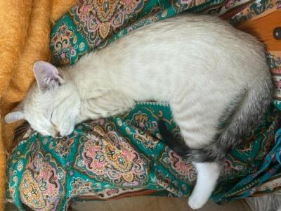 Bengal Kittens Snow And Rosette And Silverback - Bengal - Gallery Photo #1