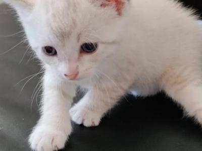 Bengal Kittens Rosette Snow And Silverback - Bengal - Gallery Photo #1