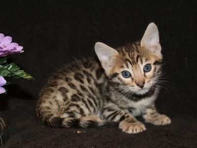 Bengal Kittens - Bengal - Gallery Photo #1