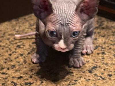 Cutie With BLUE EYES Pittsburgh Columbus - Sphynx - Gallery Photo #1