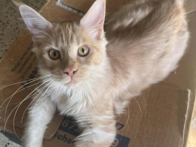 Itty Purr MCO Ds 22 - Maine Coon - Gallery Photo #1