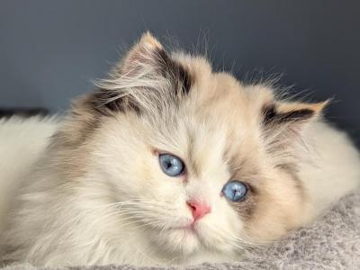 Uber Rare Blue Eyed Tortie Point British Longhair - British Shorthair - Gallery Photo #1