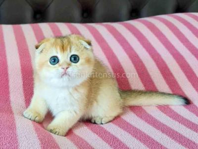 Maya Golden Shaded Ny 11 Scottish Fold Baby Girl - Scottish Fold - Gallery Photo #1