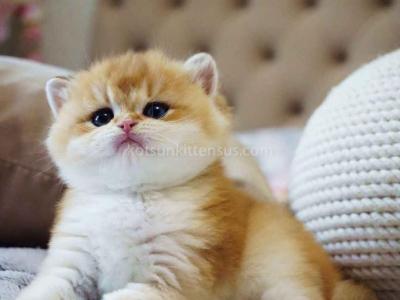 Balu Orange Golden Ny 11 British Shorthair Male - British Shorthair - Gallery Photo #1