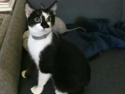 Scruffy And Honda - Sphynx - Gallery Photo #1