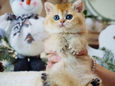 Archi Orange Golden Ny 11 British Shorthair Male - British Shorthair - Gallery Photo #1