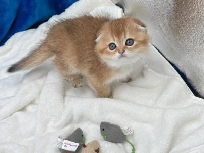 Olivia - Scottish Fold - Gallery Photo #1
