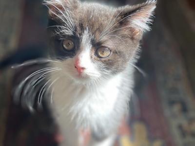 Arthur Beautiful Scottish Straight Kitten - Scottish Straight - Gallery Photo #1