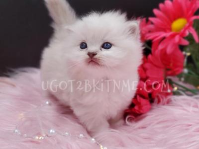 TICA Ragdolls Reserve Yours Now - Ragdoll - Gallery Photo #1