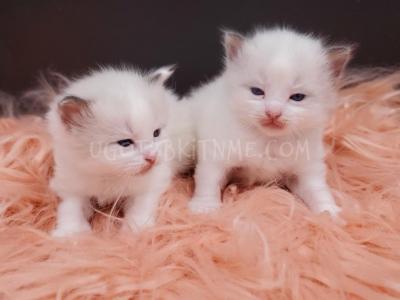 TICA Ragdolls Reserve Yours Now - Ragdoll - Gallery Photo #1