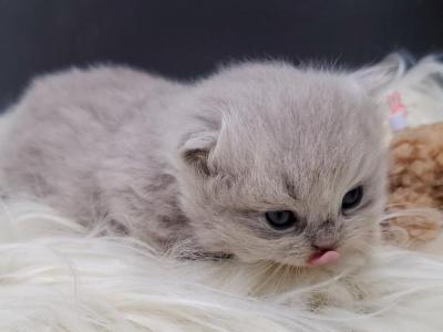 Minuets Reserve Yours Now - Minuet - Gallery Photo #1