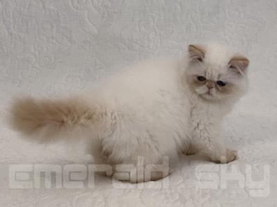 CFA Sweet Loving Elijah - Himalayan - Gallery Photo #1