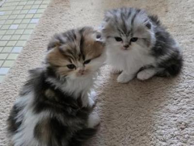 Barbara's Litter - Scottish Fold - Gallery Photo #1