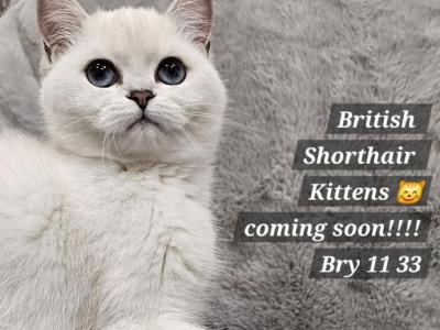 British Shorthair Kittens  Ready To Go Home Now - British Shorthair - Gallery Photo #1