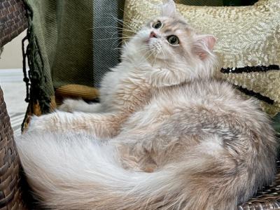 Charlie - British Shorthair - Gallery Photo #1