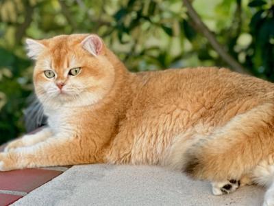 Simba LaMURR - British Shorthair - Gallery Photo #1