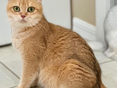 EMMA - British Shorthair - Gallery Photo #1