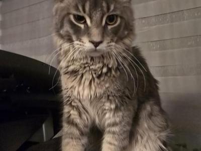 Maine Coone - Maine Coon - Gallery Photo #1