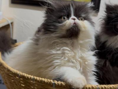 Mrs Dottie Persian Kittens - Persian - Gallery Photo #1