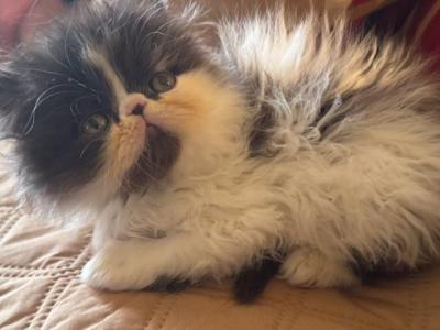 Female Persian Kitten CFA Registered - Persian - Gallery Photo #1