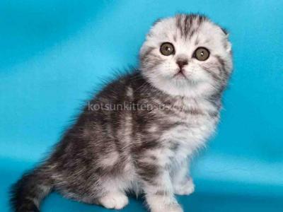 Unika  Tiger Silver Classic Tabby Baby Girl - Scottish Fold - Gallery Photo #1