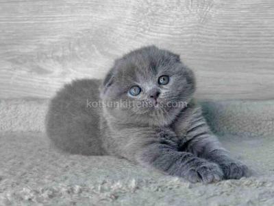 Loki Scottish Fold Plushy Teddy Bear Blue Color - Scottish Fold - Gallery Photo #1