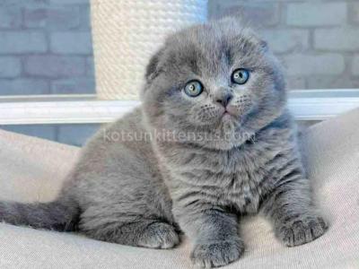 Loki Scottish Fold Plushy Teddy Bear Blue Color - Scottish Fold - Gallery Photo #1
