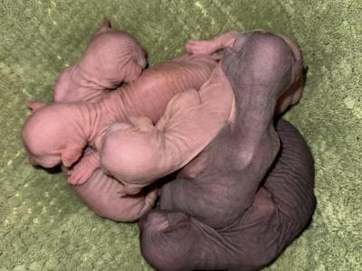 Hope X Paris - Sphynx - Gallery Photo #1