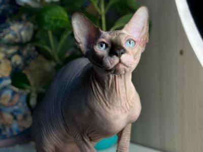Osirius - Sphynx - Gallery Photo #1