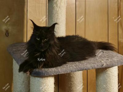 Kekoa - Maine Coon - Gallery Photo #1