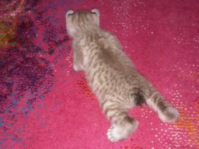 HIGHLAND LYNX KITTENS - Highlander - Gallery Photo #1