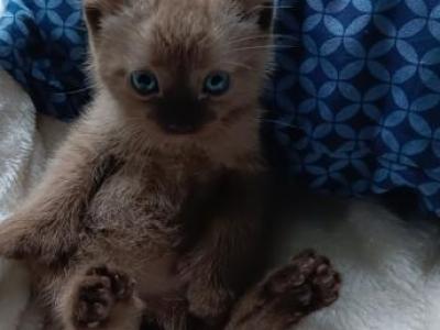 HIGHLAND LYNX KITTENS - Exotic - Gallery Photo #1