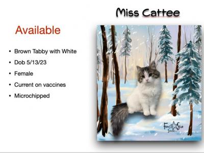 Miss Cattee - Siberian - Gallery Photo #1
