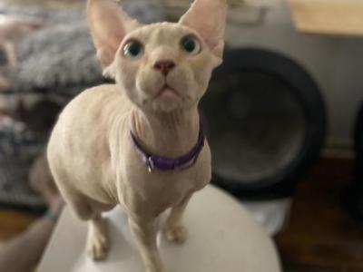 Luca - Sphynx - Gallery Photo #1