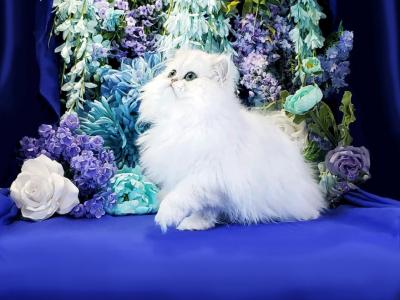 Noland - Persian - Gallery Photo #1