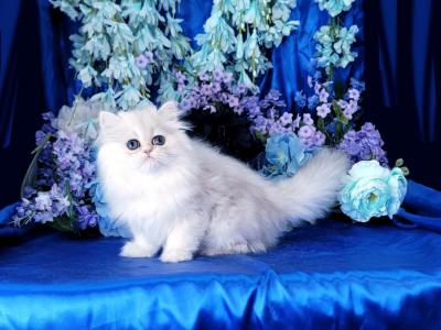 Little Levi - Persian - Gallery Photo #1