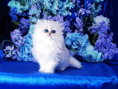 Vanessa - Persian - Gallery Photo #1